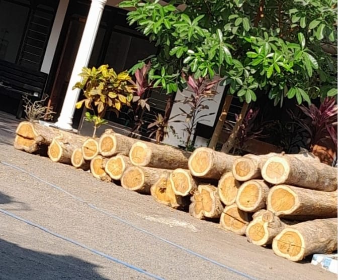 21 batang katu jati gelondongan yang diamankan Polsek Purwoharjo, Banyuwangi, Jumat (13/10/2023).(blok-a.com/Kuryanto)