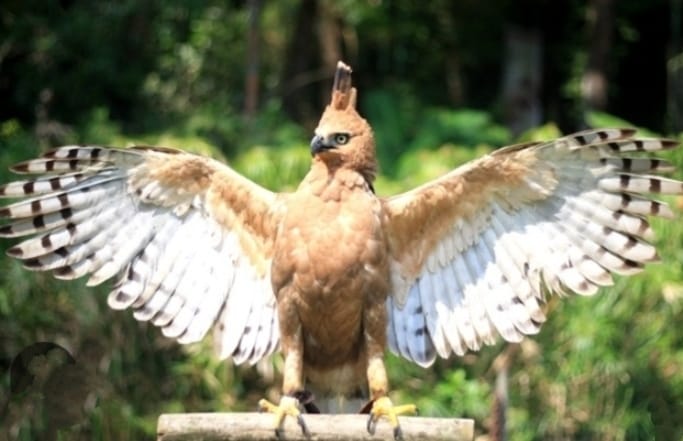 Balai Taman Nasional Baluran, berencana akan melakukan ekspedisi serta pelepasan burung Elang Jawa, Kamis (14/12/2023).