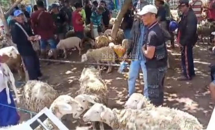 Transaksi jual beli hewan ternak kambing di Pasar Hewan Genteng I, di Jalan Temuguruh, Dusun Resomulyo, Desa Genteng Wetan, Kecamatan Genteng, Sabtu (16/12/2023).(blok-a.com/Kuryanto)