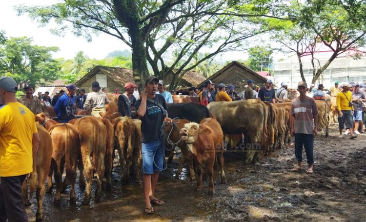 Pasar Hewan Glemore, salah satu Pasar Hewan terbesar di Banyuwangi yang bertempat di Desa Karangharjo, Kecamatan Glenmore, Jum'at (1/12/2023).(blok-a.com/Kuryanto)