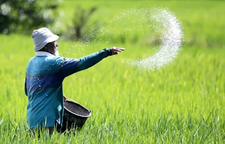 Ilustrasi menabur pupuk. (Antara)