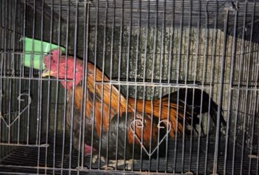 Barang bukti penggerebekan arena judi sabung ayam di  Muncar, Banyuwangi.(dokumen dari Polsek Muncar untuk blok-a.com)