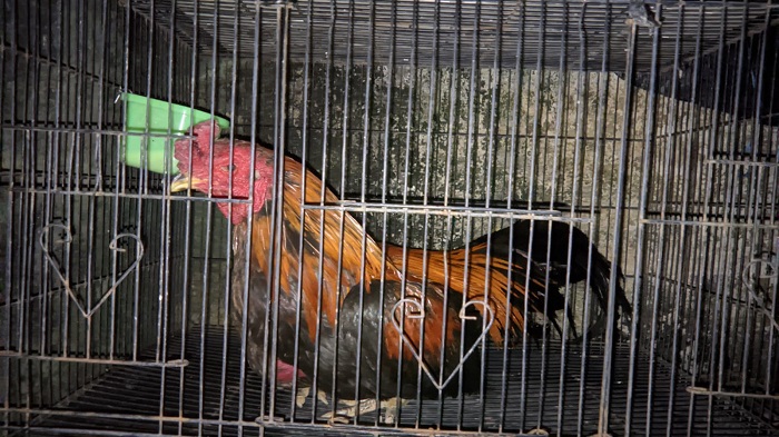 Barang bukti penggerebekan arena judi sabung ayam di  Muncar, Banyuwangi.(dokumen dari Polsek Muncar untuk blok-a.com)