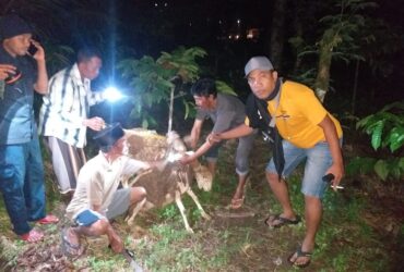 Pencurian kambing di Kecamatan Kalibaru, berhasil digagalkan polisi dan warga, Jumat (29/3/2024).(dokumen dari Polsek Kalibaru untuk blok-a.com)