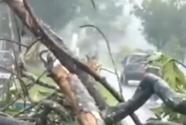 Kondisi pohon tumbang yang menimpa jalan di Desa Kebondalem, Kecamatan Bangorejo, Banyuwangi, Jumat (12/4/2024) .