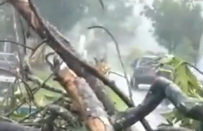 Kondisi pohon tumbang yang menimpa jalan di Desa Kebondalem, Kecamatan Bangorejo, Banyuwangi, Jumat (12/4/2024) .