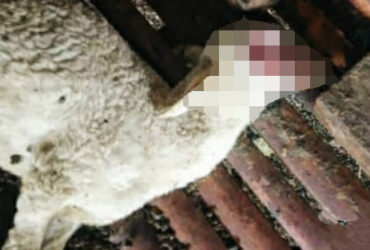 Salah satu kambing warga Desa Curah Leduk, Kecamatan Kalibaru, yang ditemukan mati dalam kondisi hilang dua bola mata dan dua telapak kakinya, Rabu (1/5/2025).(blok-a.com/Kuryanto)