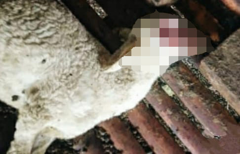 Salah satu kambing warga Desa Curah Leduk, Kecamatan Kalibaru, yang ditemukan mati dalam kondisi hilang dua bola mata dan dua telapak kakinya, Rabu (1/5/2025).(blok-a.com/Kuryanto)