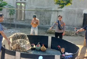 Unit Reskrim Polsek Cluring, Banyuwangi saat amankan BB judi sabung di Desa Benculuk, Sabtu (18/5/2024).(dok. Polsek Cluring untuk blok-a.com)