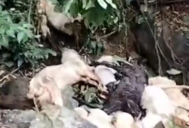 Hasil temuan bangkai kambing mbak di jalur Gumitir, masuk Dusun Barurejo, Desa Kalibarumanis, Kamis (6/6/2024).(blok-a.com/Kuryanto)