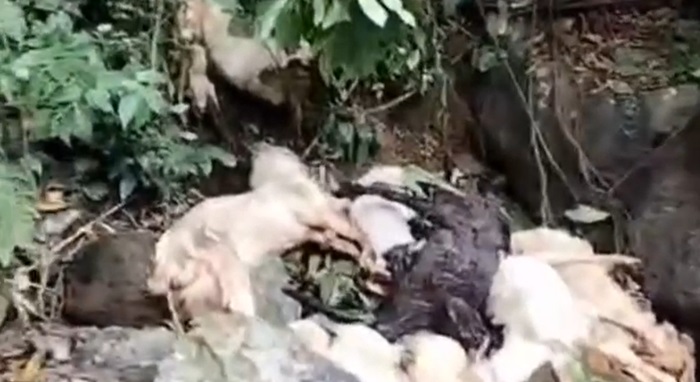 Hasil temuan bangkai kambing mbak di jalur Gumitir, masuk Dusun Barurejo, Desa Kalibarumanis, Kamis (6/6/2024).(blok-a.com/Kuryanto)