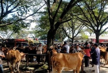 Harga hewan kurban yang dijual di Pasar Hewan Glenmore mengalami penurunan.(blok-a.com/Kuryanto)