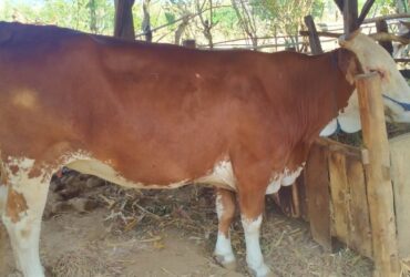 Sapi betina milik Untung, warga Desa/Kecamatan Wongsorejo, yang hampir dicuri.(blok-a.com/Kuryanto)