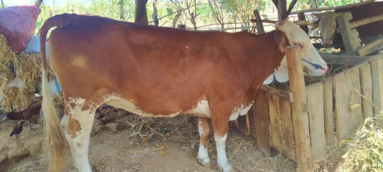 Sapi betina milik Untung, warga Desa/Kecamatan Wongsorejo, yang hampir dicuri.(blok-a.com/Kuryanto)