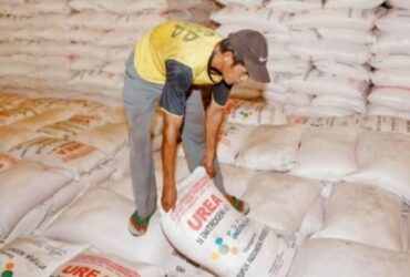 Ilustrasi pupuk subsidi.