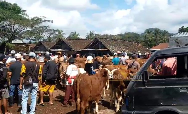 Suasana di Pasar Hewan Glenmore, Kecamatan Glenmore, Banyuwangi.