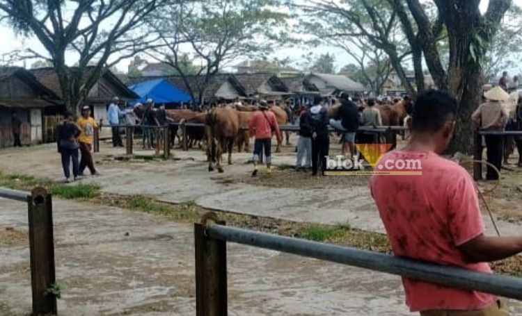 Pasar Hewan Glenmore tampak lengang dan lesu, Jumat (30/8/2024).(blok-a.com/Kuryanto)