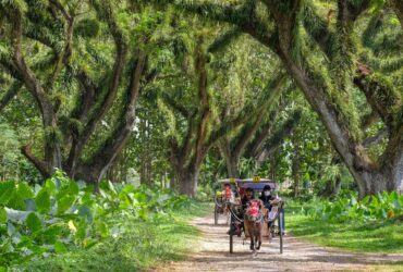 Delman di wisata De Djawatan Banyuwangi.(Instagram/Harfi Yulian Bimantara)