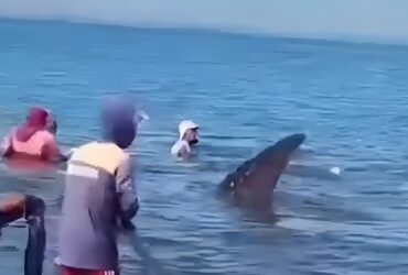 Tangkapan layar vidio Hiu Paus terdampar di perairan dangkal pesisir Pulau Santen, Banyuwangi, Senin (5/8/2024)(blok-a.com/Kuryanto)