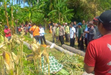 TKP korban tertimpa pohon kelapa usai mencari rumput di Desa Gebangan, Kecamatan Kapongan, Kabupaten Situbondo.
