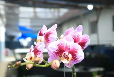 Bunga anggrek hasil budidaya warga binaan Lapas Kelas IIA Banyuwangi, Sabtu (10/1/2026) (dok Humas Lapas)