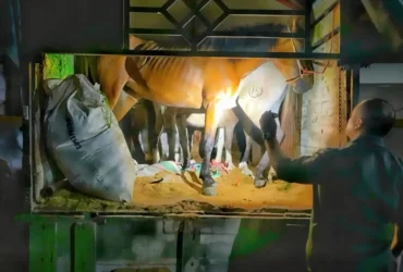 Petugas Karantina Satpel Pelabuhan Ketapang, Banyuwangi, saat mengamankan truk pengangkut enam ekor kuda pacu ilegal di Pelabuhan Tanjung Wangi. (Dok. Karantina Jatim/blok-a.com)