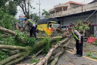 Caption : Polisi bersama BPBD Banyuwangi serta dibantu masyarakat, saat melakukan evakuasi pohon tumbang di selatan Pos Lantas 1205 Kecamatan Rogojampi, Sabtu (14/2/2026)(blok-a.com/Kuryanto).