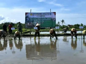 Antisipasi kemarau panjang, Pemkab Banyuwangi lakukan percepatan tanam padi di seluruh wilayah Banyuwangi. (Foto: istimewa)