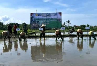 Antisipasi kemarau panjang, Pemkab Banyuwangi lakukan percepatan tanam padi di seluruh wilayah Banyuwangi. (Foto: istimewa)