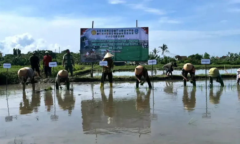 Antisipasi kemarau panjang, Pemkab Banyuwangi lakukan percepatan tanam padi di seluruh wilayah Banyuwangi. (Foto: istimewa)