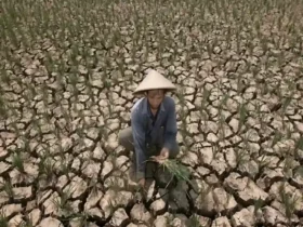 Ilustrasi: petani terdampak musim kemarau