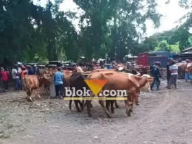 Kondisi Pasar Hewan Rogojampi, jumlah hewan ternak sapi dan kambing yang datang mulai alami peningkatan, Rabu (29/4/2026) (foto: Blok-a.com/Kuryanto)