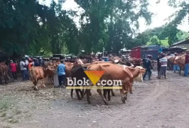 Kondisi Pasar Hewan Rogojampi, jumlah hewan ternak sapi dan kambing yang datang mulai alami peningkatan, Rabu (29/4/2026) (foto: Blok-a.com/Kuryanto)
