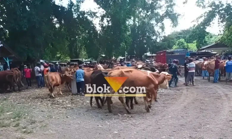Kondisi Pasar Hewan Rogojampi, jumlah hewan ternak sapi dan kambing yang datang mulai alami peningkatan, Rabu (29/4/2026) (foto: Blok-a.com/Kuryanto)