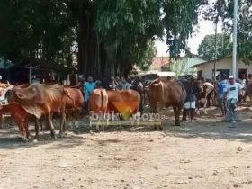 Jelang Idul Adha, kondisi Pasar Hewan Rogojampi terpantau ramai, namun jumlah sapi dan kambing kurban yang datang stagnan, Rabu (20/5/2026) (foto: Blok-a.com/Kuryanto)