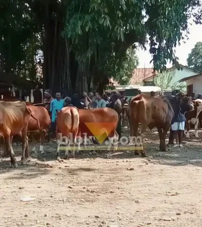Jelang Idul Adha, kondisi Pasar Hewan Rogojampi terpantau ramai, namun jumlah sapi dan kambing kurban yang datang stagnan, Rabu (20/5/2026) (foto: Blok-a.com/Kuryanto)
