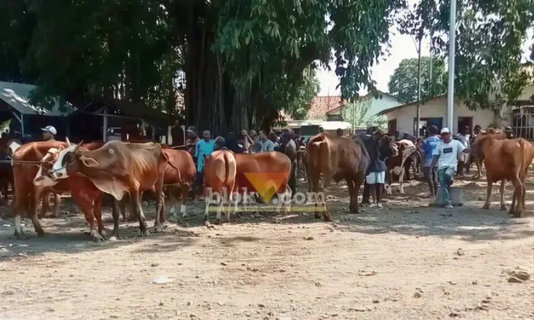 Jelang Idul Adha, kondisi Pasar Hewan Rogojampi terpantau ramai, namun jumlah sapi dan kambing kurban yang datang stagnan, Rabu (20/5/2026) (foto: Blok-a.com/Kuryanto)