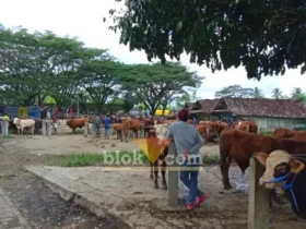 Pasokan sapi siap kurban di pasar Hewan Glenmore Jelang Idul Adha minim, 70% didominasi sapi bibitan, Jum'at (15/5/2026) (foto: Blok-a.com/Kuryanto)