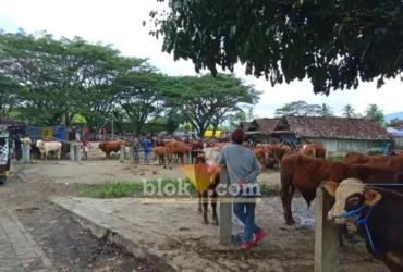 Pasokan sapi siap kurban di pasar Hewan Glenmore Jelang Idul Adha minim, 70% didominasi sapi bibitan, Jum'at (15/5/2026) (foto: Blok-a.com/Kuryanto)