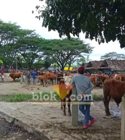 Pasokan sapi siap kurban di pasar Hewan Glenmore Jelang Idul Adha minim, 70% didominasi sapi bibitan, Jum'at (15/5/2026) (foto: Blok-a.com/Kuryanto)