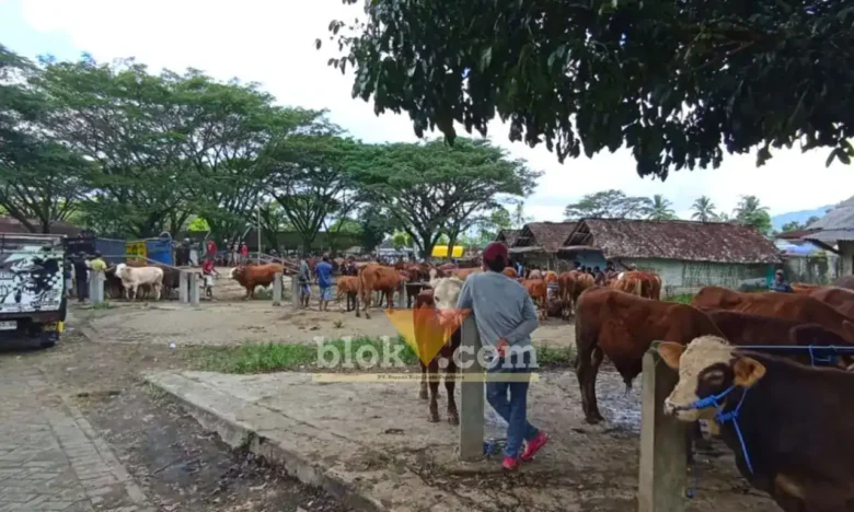 Pasokan sapi siap kurban di pasar Hewan Glenmore Jelang Idul Adha minim, 70% didominasi sapi bibitan, Jum'at (15/5/2026) (foto: Blok-a.com/Kuryanto)