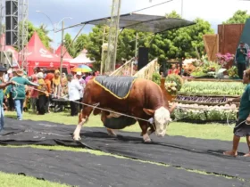 Salah satu peserta saat tampil dalam gelaran Kontes, Pameran, dan Bursa Ternak 2026 Banyuwangi, di Desa Kedungasri, Kecamatan Tegaldlimo (foto: Istimewa)