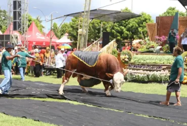 Salah satu peserta saat tampil dalam gelaran Kontes, Pameran, dan Bursa Ternak 2026 Banyuwangi, di Desa Kedungasri, Kecamatan Tegaldlimo (foto: Istimewa)