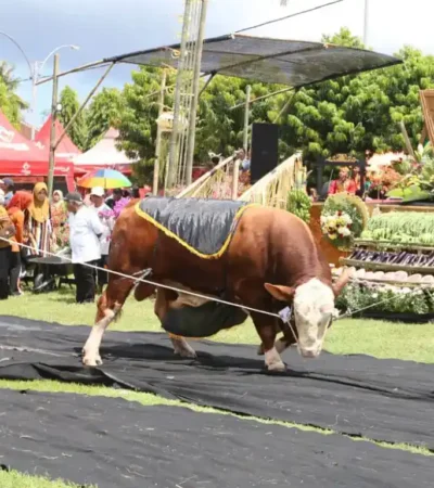 Salah satu peserta saat tampil dalam gelaran Kontes, Pameran, dan Bursa Ternak 2026 Banyuwangi, di Desa Kedungasri, Kecamatan Tegaldlimo (foto: Istimewa)
