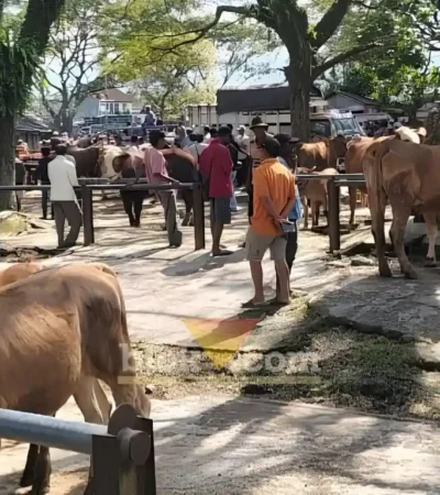 Kondisi Pasar Hewan Glenmore Banyuwangi, di dominasi sapi peranakan, Jum'at (10/07/2026) (foto: Blok-a.com/Kuryanto)
