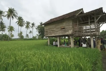 Produksi beras di Kabupaten Banyuwangi Januari hingga Juni 2026 surplus 174 Ribu ton (foto: istimewa)
