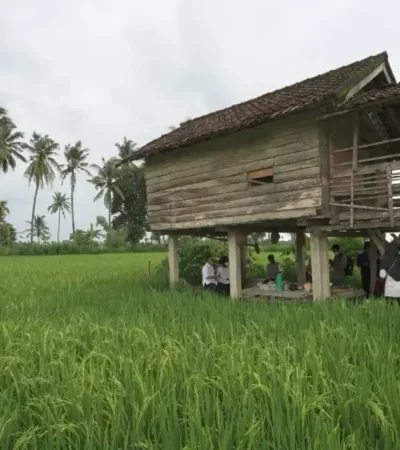 Produksi beras di Kabupaten Banyuwangi Januari hingga Juni 2026 surplus 174 Ribu ton (foto: istimewa)