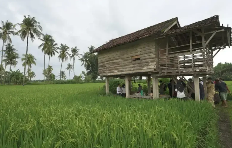 Produksi beras di Kabupaten Banyuwangi Januari hingga Juni 2026 surplus 174 Ribu ton (foto: istimewa)
