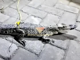 Buaya berukuran sekitar 40 cm yang ditemukan warga Desa Karangharjo, Glenmore di aliran air irigasi sawah, saat diamankan di Polsek Glenmore, Sabtu (25/07/2026)(foto: Blok-a.com/Kuryanto)
