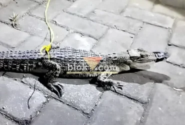 Buaya berukuran sekitar 40 cm yang ditemukan warga Desa Karangharjo, Glenmore di aliran air irigasi sawah, saat diamankan di Polsek Glenmore, Sabtu (25/07/2026)(foto: Blok-a.com/Kuryanto)